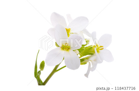 Cress alpine isolated Cress alpine isolated 118437716