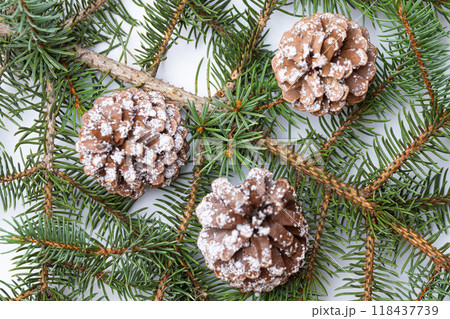 spruce branch on white background spruce branch on white background 118437739