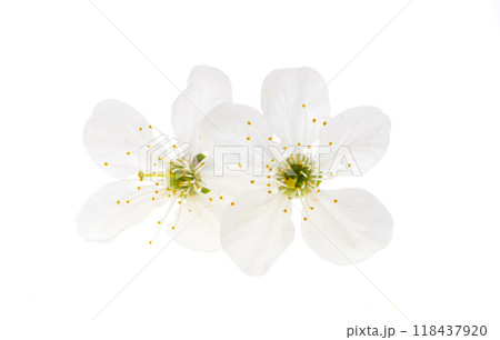 cherry blossom isolated cherry blossom isolated 118437920