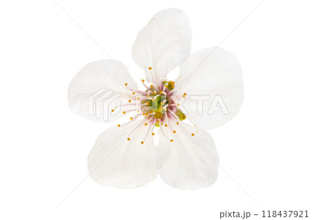 cherry blossom isolated 118437921