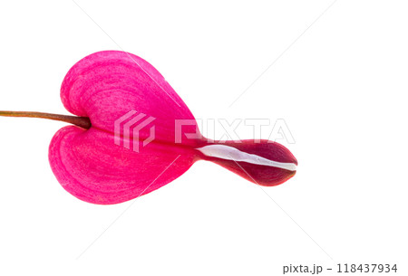 Red dicentra flower Red dicentra flower 118437934