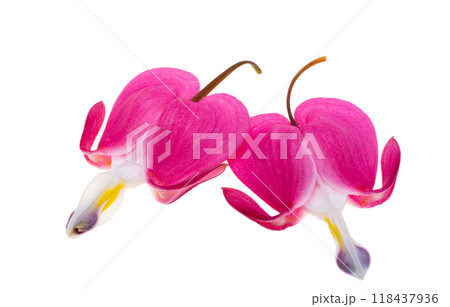 Red dicentra flower 118437936