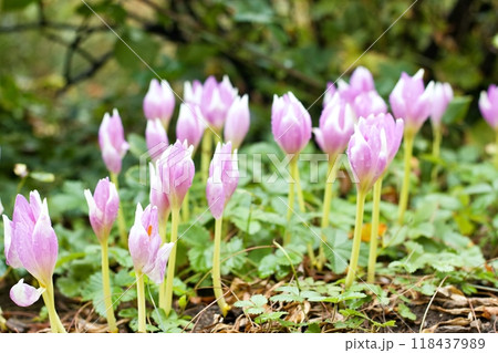 Lilac flowers of the bulbous perennial Colchicum autumnale after the rain. Lilac flowers of the bulbous perennial Colchicum autumnale after the rain. 118437989