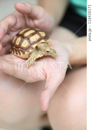 The Sulcata tortoise The Sulcata tortoise 118438171