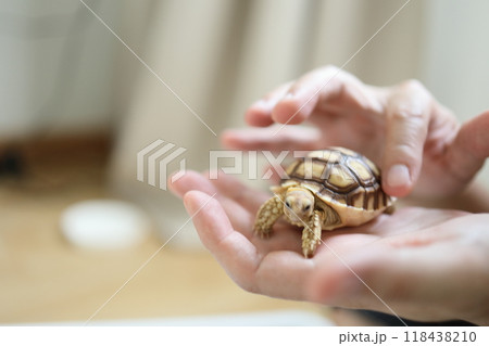 The Sulcata tortoise 118438210