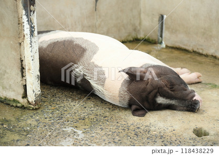 Farm Animal Life Farm Animal Life 118438229