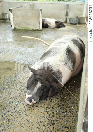 Farm Animal Life Farm Animal Life 118438234