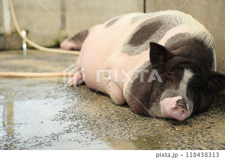 Farm Animal Life Farm Animal Life 118438313