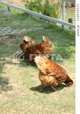 Farm Animal Life 118438331
