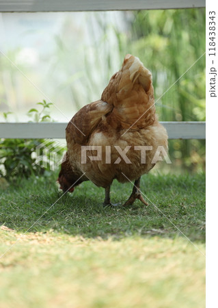 Farm Animal Life Farm Animal Life 118438343