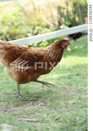Farm Animal Life Farm Animal Life 118438344