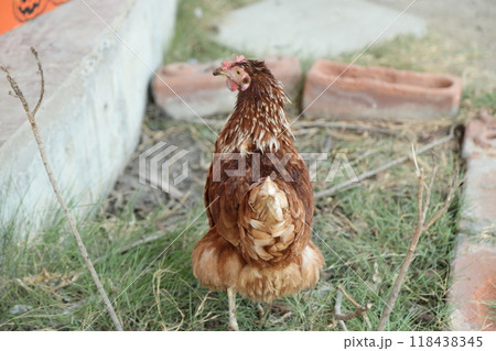 Farm Animal Life Farm Animal Life 118438345