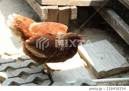 Farm Animal Life 118438354