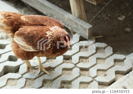 Farm Animal Life Farm Animal Life 118438355
