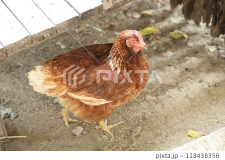 Farm Animal Life 118438356