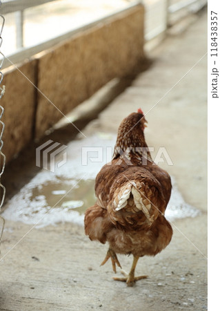 Farm Animal Life 118438357