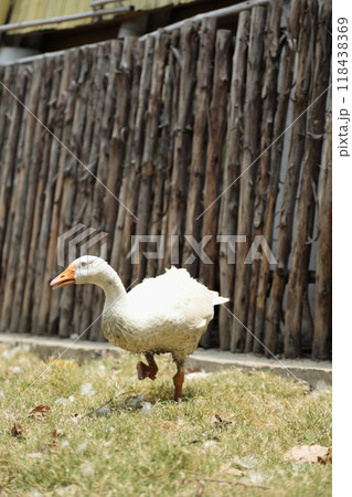 Farm Animal Life Farm Animal Life 118438369