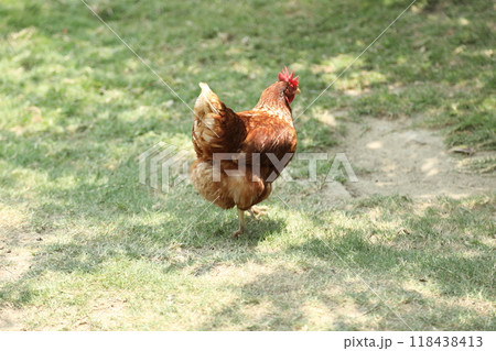 Farm Animal Life 118438413