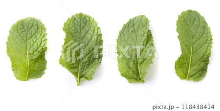 Fresh mint leaf isolated on a white background 118438414