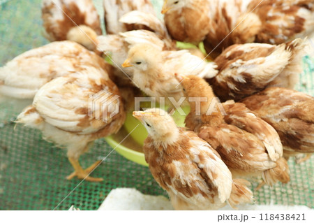 Cute Small Chick 118438421