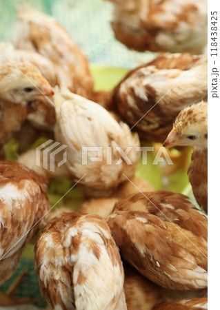 Cute Small Chick 118438425