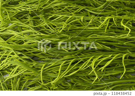 Climbing Wattle or Acacia vegetable isolate on a white background 118438452