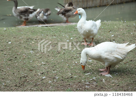 Grey and White Duck Grey and White Duck 118438468
