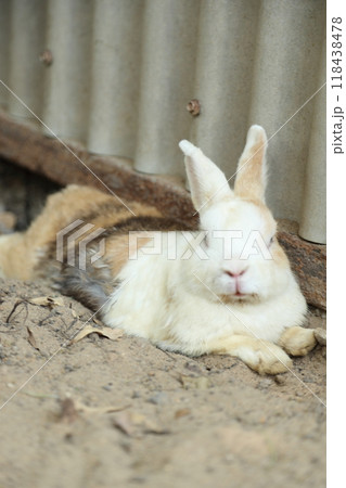Rabbits in Farm Rabbits in Farm 118438478