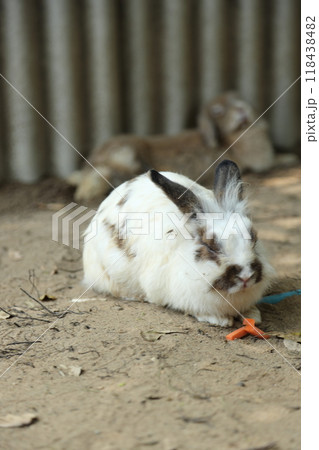 Rabbits in Farm Rabbits in Farm 118438482