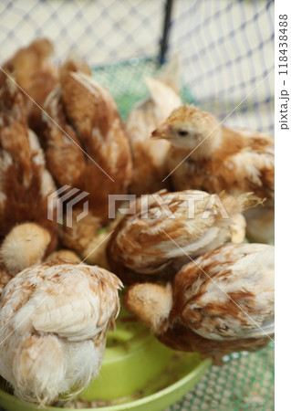 Cute Small Chick 118438488