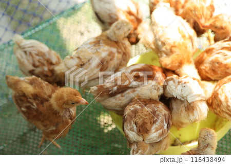 Cute Small Chick Cute Small Chick 118438494