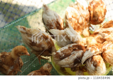 Cute Small Chick 118438496