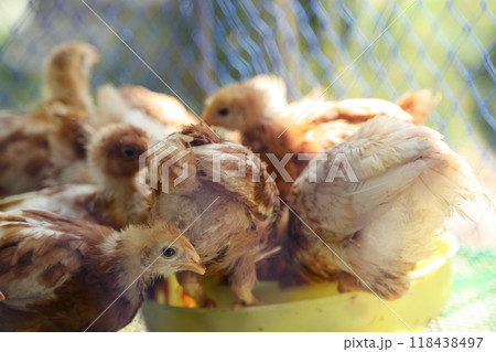 Cute Small Chick Cute Small Chick 118438497