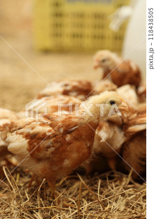 Cute Small Chick Cute Small Chick 118438505
