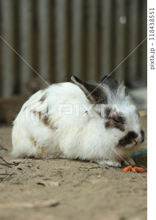 Rabbits in Farm Rabbits in Farm 118438551