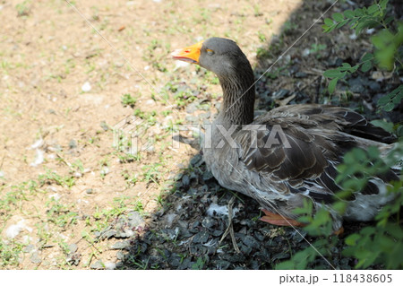 Grey and White Duck 118438605