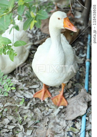 Grey and White Duck 118438608