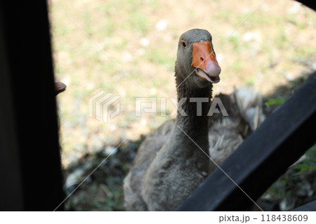 Grey and White Duck 118438609