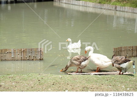 Grey and White Duck Grey and White Duck 118438625
