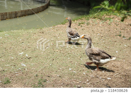 Grey and White Duck Grey and White Duck 118438626