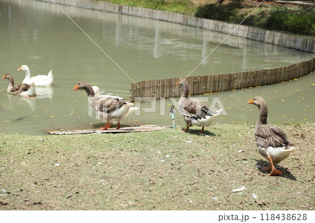 Grey and White Duck Grey and White Duck 118438628