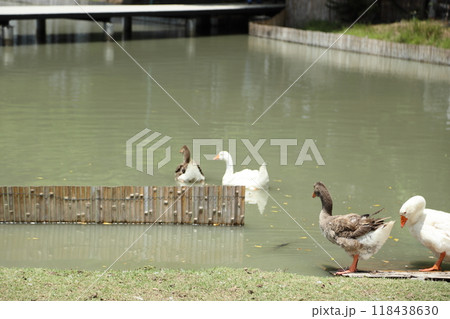 Grey and White Duck Grey and White Duck 118438630