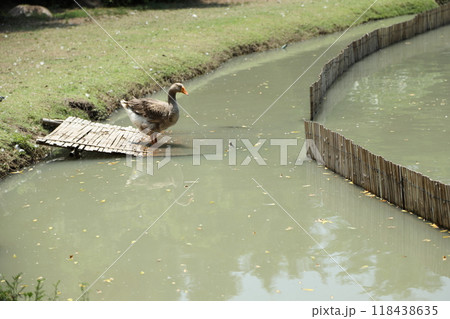 Grey and White Duck 118438635