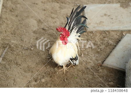 Young Bantam Chicken Young Bantam Chicken 118438648