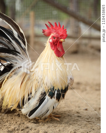 Young Bantam Chicken Young Bantam Chicken 118438665