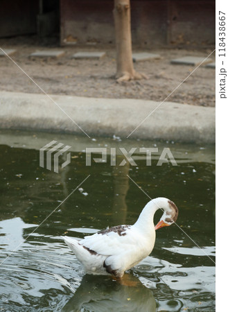 Goose at Pool Goose at Pool 118438667