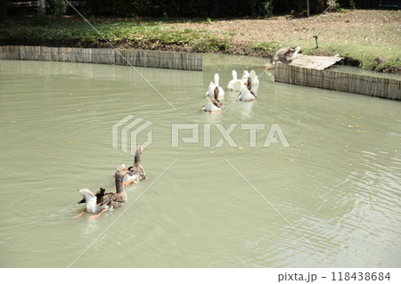 Grey and White Duck 118438684