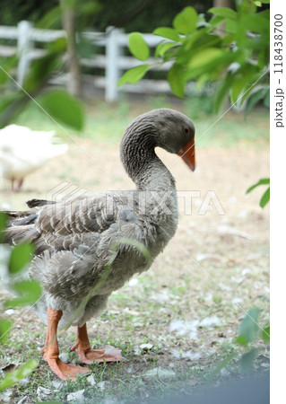 Grey and White Duck Grey and White Duck 118438700