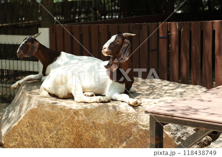 Farm Animal Life Farm Animal Life 118438749