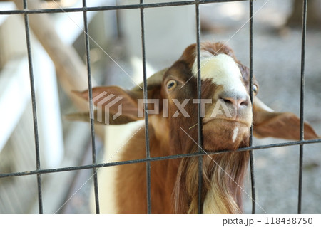 Farm Animal Life Farm Animal Life 118438750